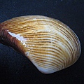 石頭&貝殼 (72).JPG
