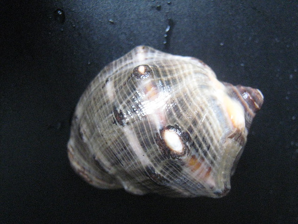 石頭&貝殼 (83).JPG