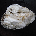 石頭&貝殼 (43).JPG