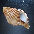 石頭&貝殼 (90).JPG