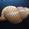 石頭&貝殼 (89).JPG