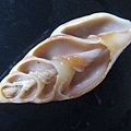 石頭&貝殼 (58).JPG