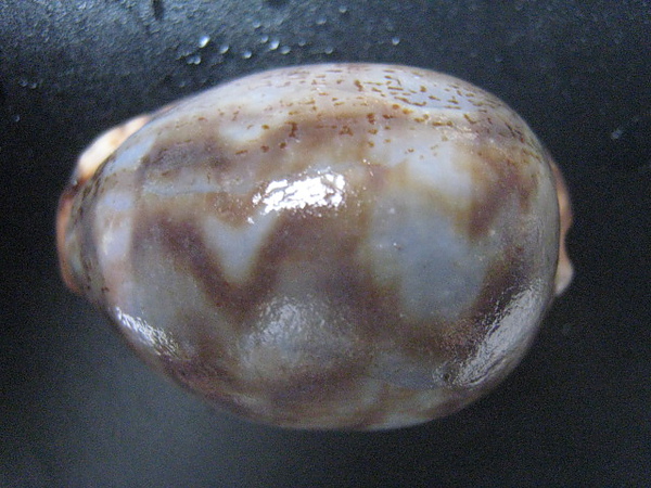 石頭&貝殼 (84).JPG