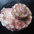 石頭&貝殼 (55).JPG