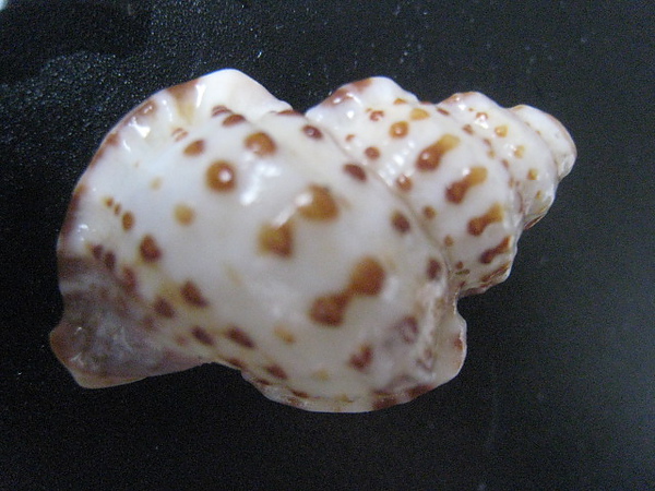 石頭&貝殼 (74).JPG