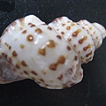 石頭&貝殼 (74).JPG