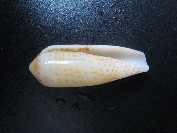 石頭&貝殼 (93).JPG