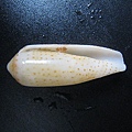 石頭&貝殼 (93).JPG