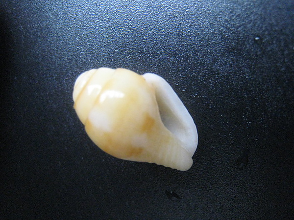 石頭&貝殼 (94).JPG