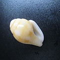 石頭&貝殼 (94).JPG
