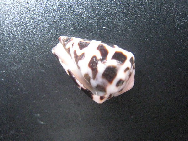 石頭&貝殼 (65).JPG