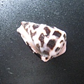 石頭&貝殼 (65).JPG