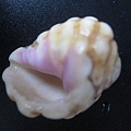 石頭&貝殼 (73).JPG