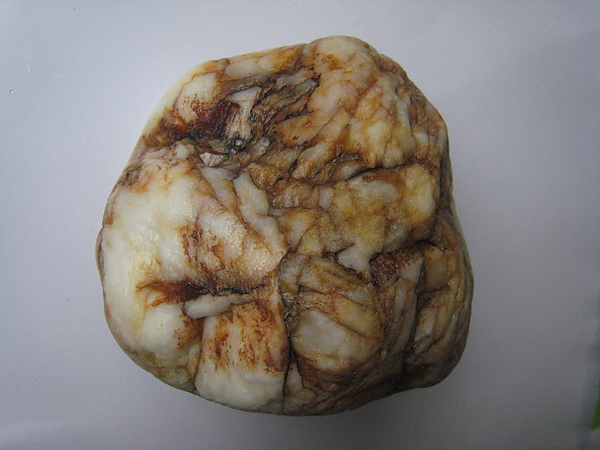 石頭&貝殼 (30).JPG