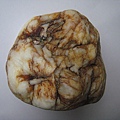 石頭&貝殼 (30).JPG
