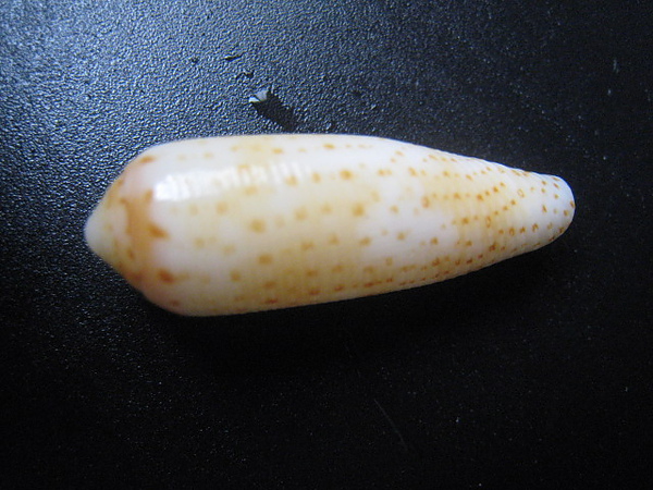 石頭&貝殼 (92).JPG