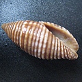 石頭&貝殼 (75).JPG