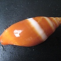 石頭&貝殼 (61).JPG