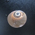 石頭&貝殼 (79).JPG