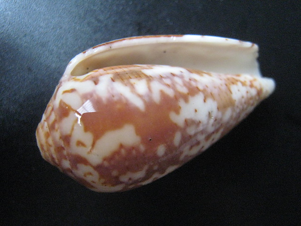 石頭&貝殼 (76).JPG