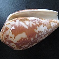 石頭&貝殼 (76).JPG