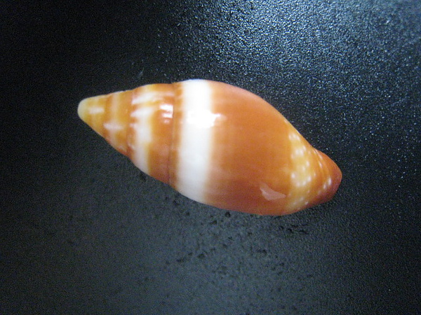 石頭&貝殼 (88).JPG
