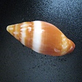 石頭&貝殼 (88).JPG