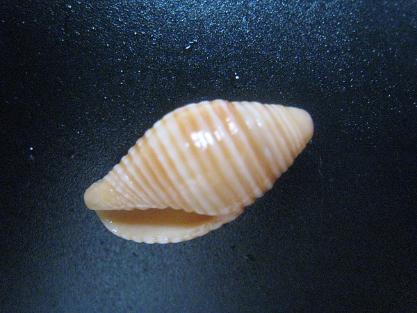 石頭&貝殼 (86).JPG