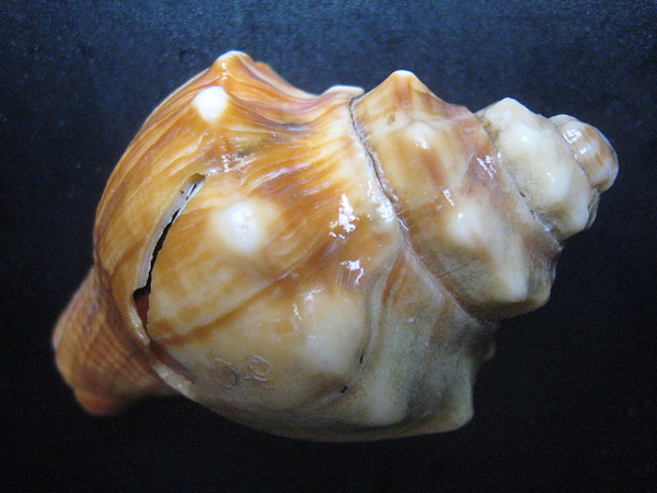 石頭&貝殼 (91).JPG