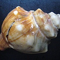 石頭&貝殼 (91).JPG