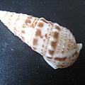 石頭&貝殼 (59).JPG