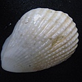 石頭&貝殼 (87).JPG