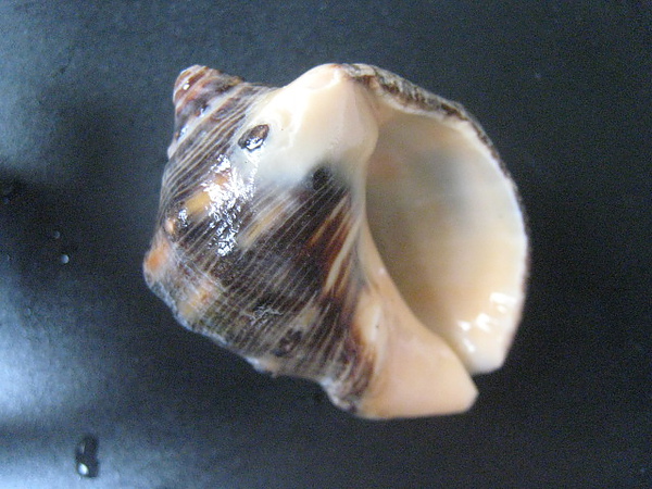 石頭&貝殼 (82).JPG