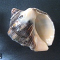 石頭&貝殼 (82).JPG
