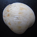 石頭&貝殼 (66).JPG