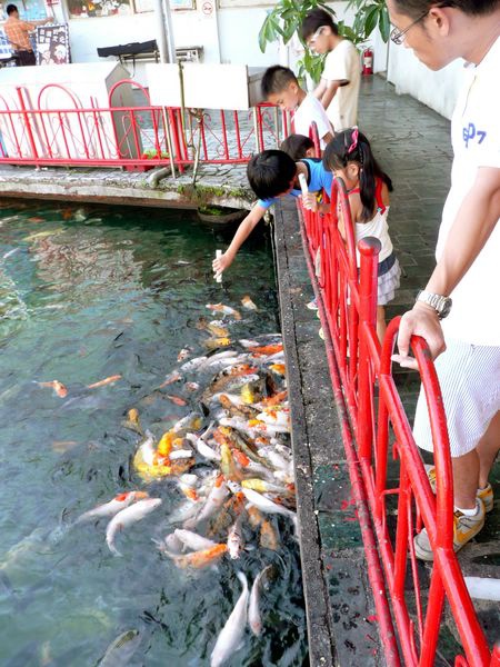 這些魚也太餓了~