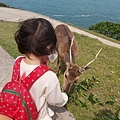 馬祖大坵島梅花鹿6.jpg