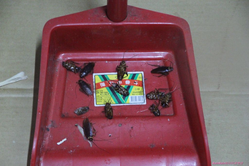 174T蟑螂药14.JPG