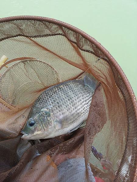 20160720_122843 圖片點擊可在新窗口打開查看