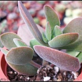 Crassula　atropurpurea var.watermeyeri.jpg