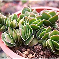 Crassula cv.'David'.jpg