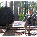 big tree-discovery stump