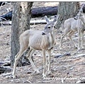 Mariposa Grove - sheep