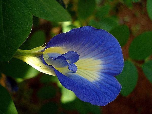 800px-Clitoria_ternatea