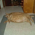 20110131fat02.jpg