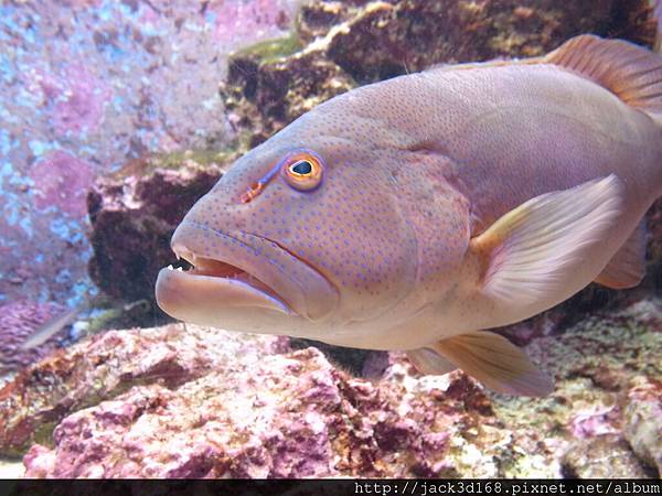 002-5-02-美之海水族館 (89).JPG