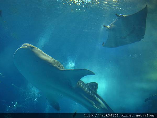 002-9-03-美之海水族館 (65).JPG