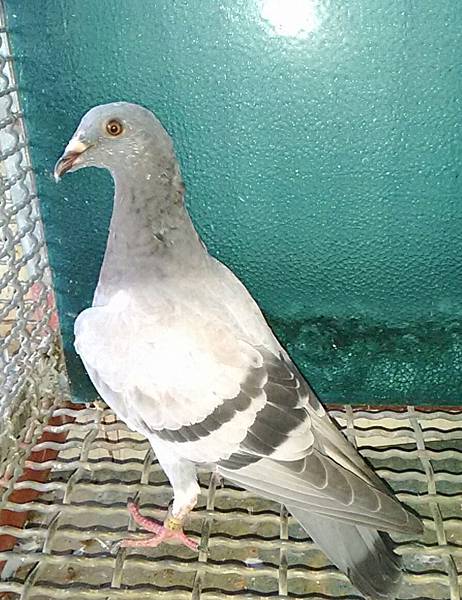 環號2016-6400115灰羽公♂2個多月幼鴿 已售出:員林施先生