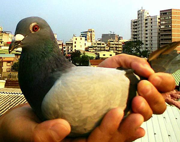  環2011-70715灰羽母♀桔眼 中型快速鴿 已售出苗栗張先生