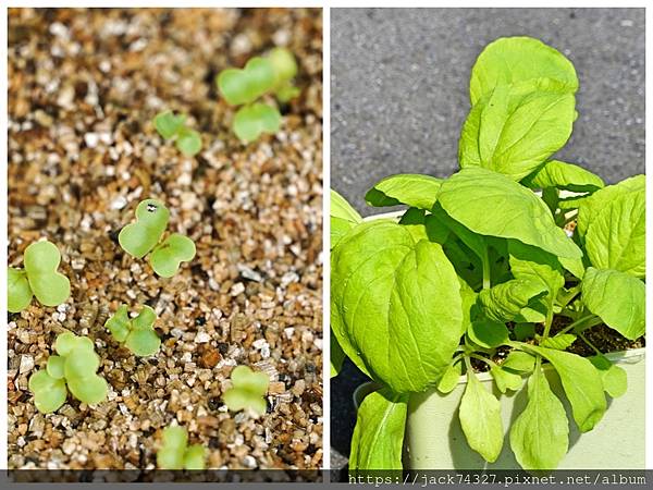 Collage222222.jpg Collage222222.jpg